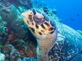 Hawksbill Sea Turtle IMG 4733